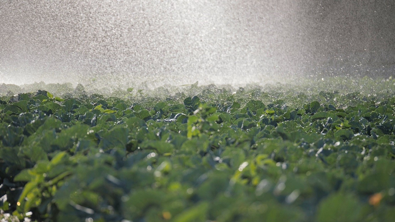 Irrigation field