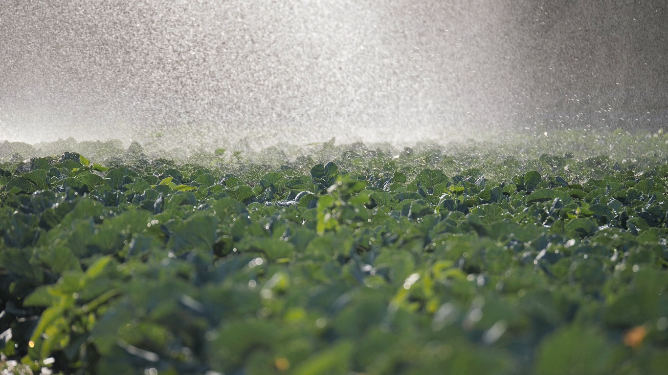 Irrigation field