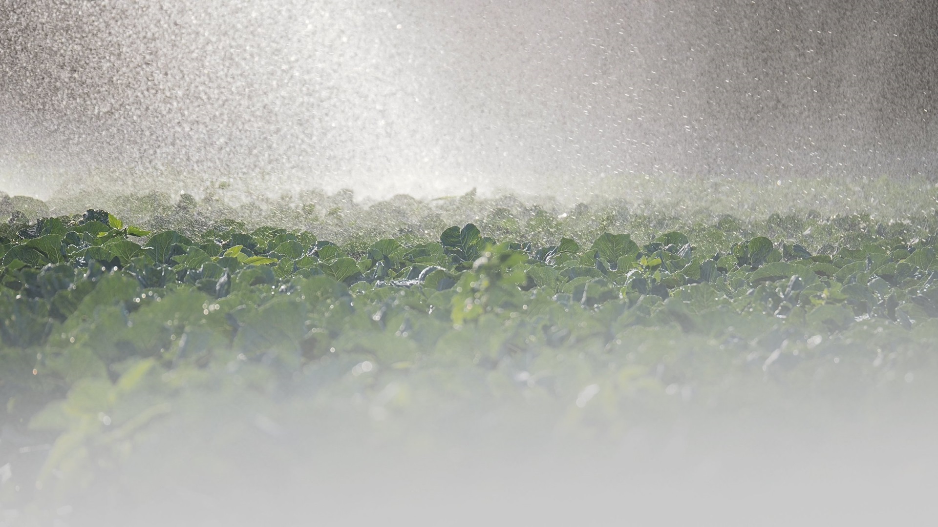 Irrigation of plants