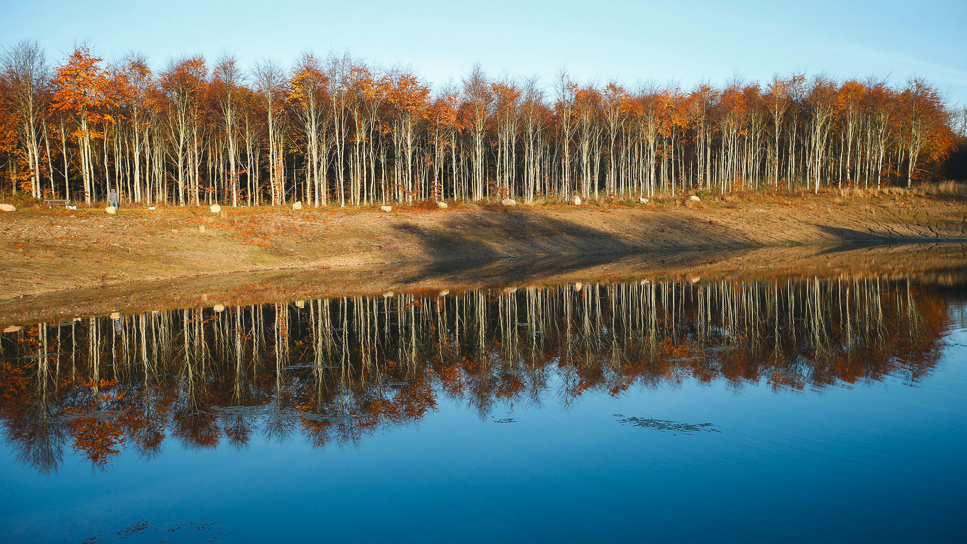 Trees along the riverside with reflection in water