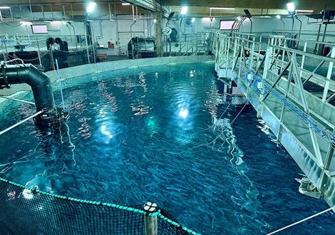 Laxey Iceland fish tank seen from above