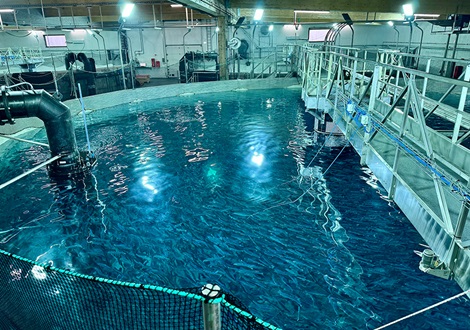 Laxey Iceland fish tank seen from above