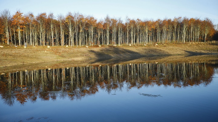 The Danish approach part 1 - trees reflection in water